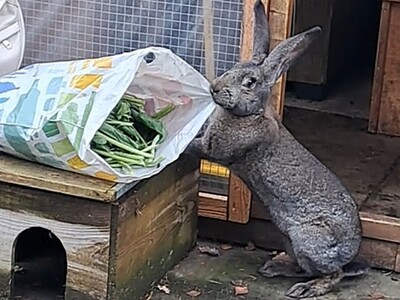 Luise, Riesenkaninchen - weiblich
