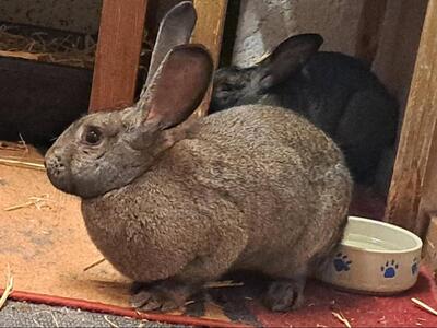 Luise, Riesenkaninchen - weiblich