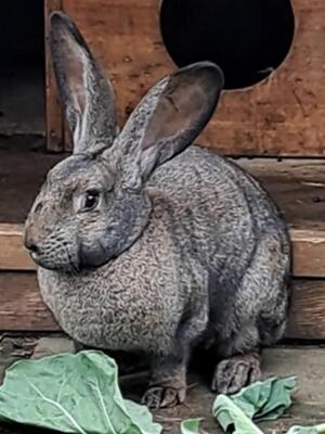 Luise, Riesenkaninchen - weiblich