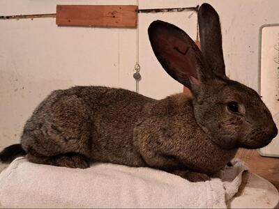 Luise, Riesenkaninchen - weiblich