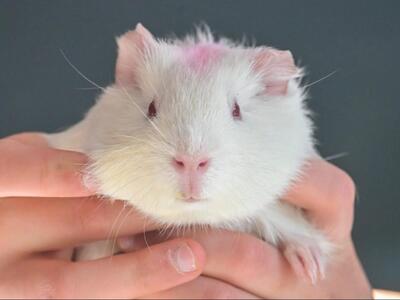 Lulu, Glatthaar-Meerschweinchen - weiblich