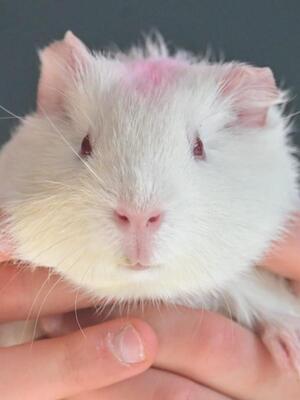 Lulu, Glatthaar-Meerschweinchen - weiblich