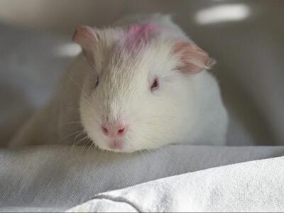 Lulu, Glatthaar-Meerschweinchen - weiblich