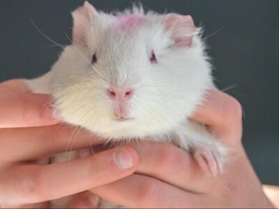 Lulu, Glatthaar-Meerschweinchen - weiblich