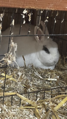 Madonna, Zwergkaninchen - weiblich