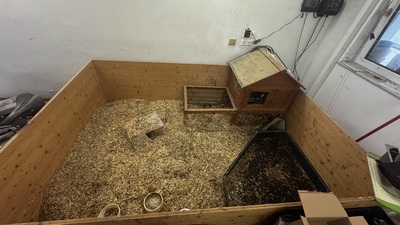 Madonna, Zwergkaninchen - weiblich