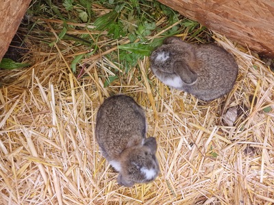 Männliche und weibliche Tiere, Minilop -NHD Widderhäschen Jungtier - weiblich