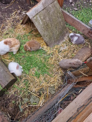 Männliche und weibliche Tiere, Minilop -NHD Widderhäschen Jungtier - weiblich