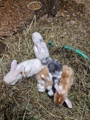 Männliche und weibliche Tiere, Zwergwidder / NHD / Mini Lop Jungtier - männlich