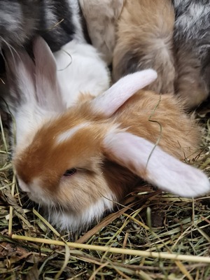 Männliche und weibliche Tiere, Zwergwidder / NHD / Mini Lop Jungtier - männlich