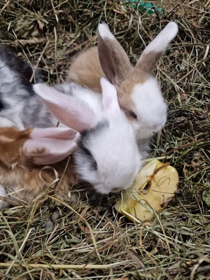 Männliche und weibliche Tiere, Zwergwidder / NHD / Mini Lop Jungtier - männlich