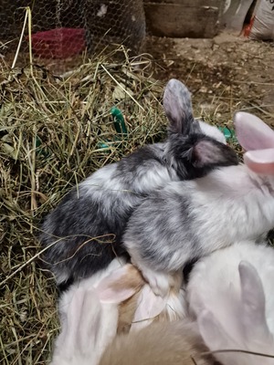 Männliche und weibliche Tiere, Zwergwidder / NHD / Mini Lop Jungtier - männlich