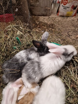 Männliche und weibliche Tiere, Zwergwidder / NHD / Mini Lop Jungtier - männlich