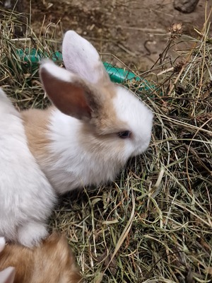 Männliche und weibliche Tiere, Zwergwidder / NHD / Mini Lop Jungtier - männlich