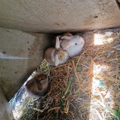 Männliche und weibliche Tiere, Zwergwidder / NHD / Mini Lop Jungtier - männlich