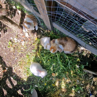 Männliche und weibliche Tiere, Zwergwidder / NHD / Mini Lop Jungtier - männlich