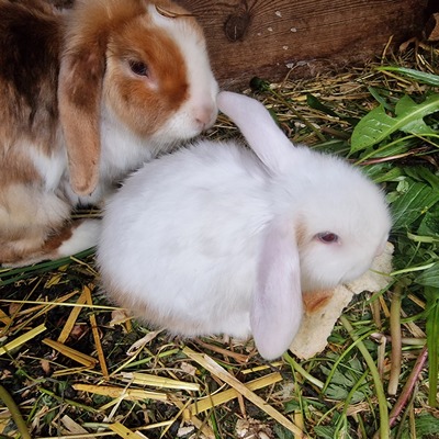 Männliche und weibliche Tiere, Zwergwidder / NHD / Mini Lop Jungtier - männlich