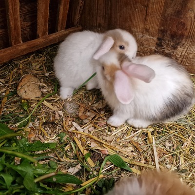 Männliche und weibliche Tiere, Zwergwidder / NHD / Mini Lop Jungtier - männlich