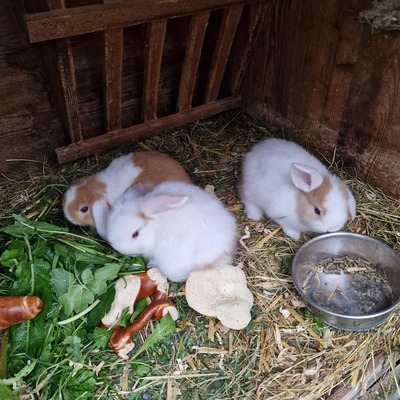 Männliche und weibliche Tiere, Zwergwidder / NHD / Mini Lop Jungtier - männlich