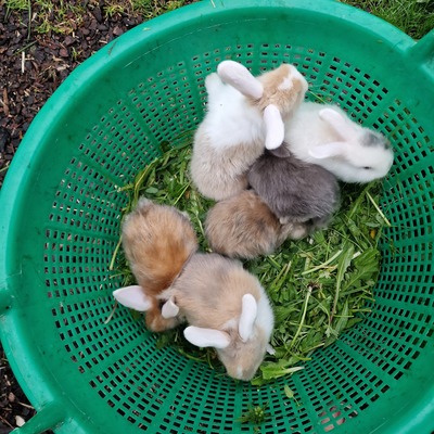 Männliche und weibliche Tiere, Zwergwidder / NHD / Mini Lop Jungtier - männlich