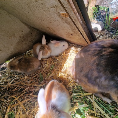 Männliche und weibliche Tiere, Zwergwidder / NHD / Mini Lop Jungtier - männlich