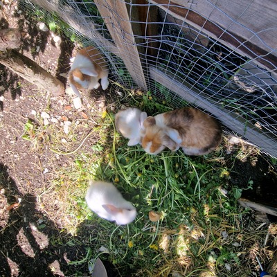 Männliche und weibliche Tiere, Zwergwidder / NHD / Mini Lop Jungtier - männlich