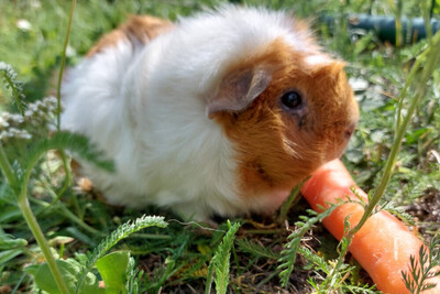 Mäxchen, Meerschweinchen - männlich