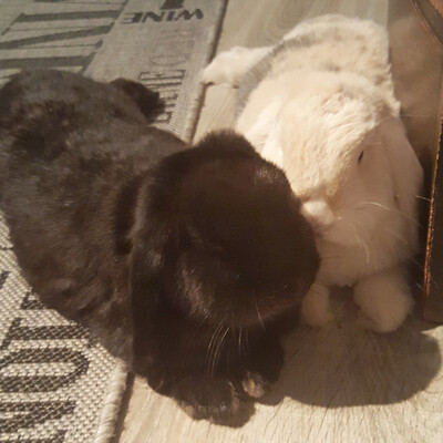 Maggie & Theodor, Widder-Kaninchen - männlich