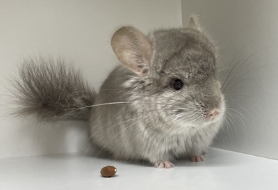 Marlo, Langschwanzchinchilla Jungtier - männlich