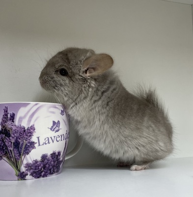 Marlo, Langschwanzchinchilla Jungtier - männlich