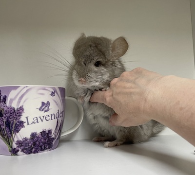 Marlo, Langschwanzchinchilla Jungtier - männlich