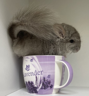 Marlo, Langschwanzchinchilla Jungtier - männlich