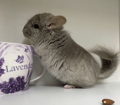 Marlo, Langschwanzchinchilla Jungtier - männlich
