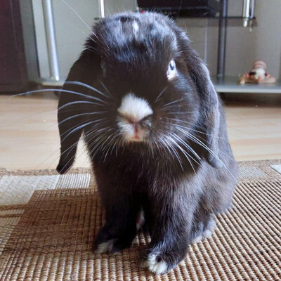 Max, Zwergwidderkaninchen - männlich