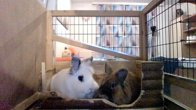 Max und Moriz, Löwenkopfzwerge - männlich