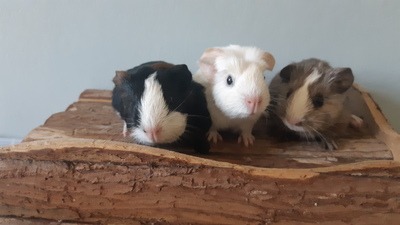 Meerschweinchen Babys, American Crested Jungtier - weiblich