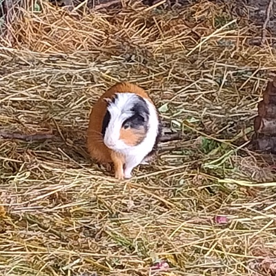 Meerschweinchen Böcke, Glatthaar Jungtier - männlich