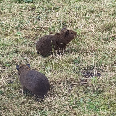 Meerschweinchen Böcke, Glatthaar Jungtier - männlich