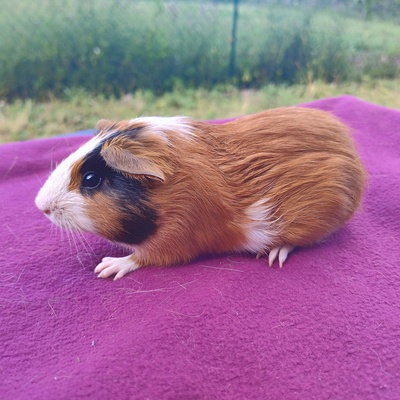 Meerschweinchen Böcke, Glatthaar Jungtier - männlich