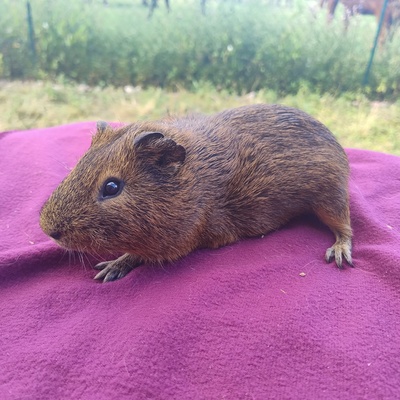 Meerschweinchen Böcke, Glatthaar Jungtier - männlich
