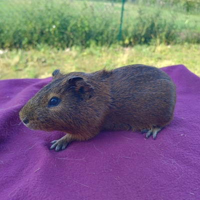 Meerschweinchen Böcke, Glatthaar Jungtier - männlich