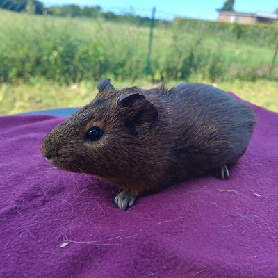 Meerschweinchen Böcke, Glatthaar Jungtier - männlich