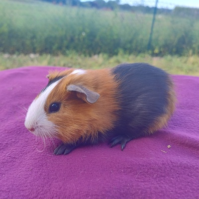 Meerschweinchen Böcke, Glatthaar Jungtier - männlich