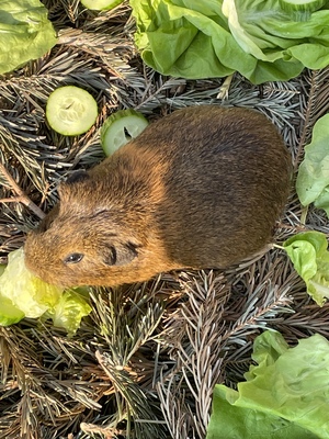 Meerschweinchen - weiblich