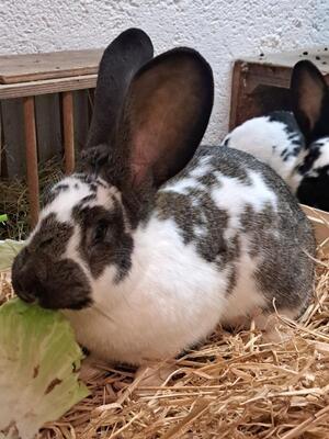 Melli, Riesenschecke - weiblich