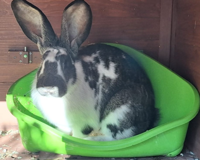 Melli, Riesenschecke - weiblich