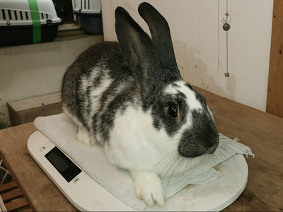 Melli, Riesenschecke - weiblich