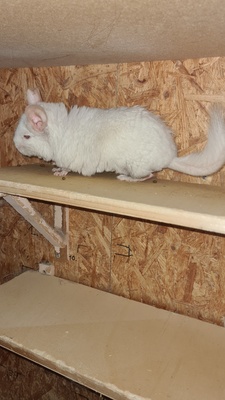 Merlin und Chinch, Chinchillas - unbekannt