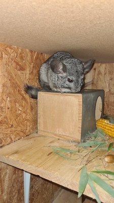 Merlin und Chinch, Chinchillas - unbekannt