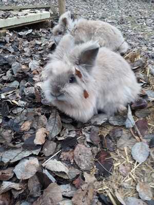 Milli und Kristina, Angora - weiblich